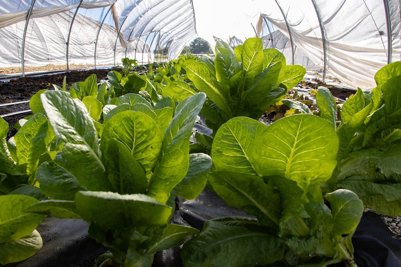 Greenhouse Farming