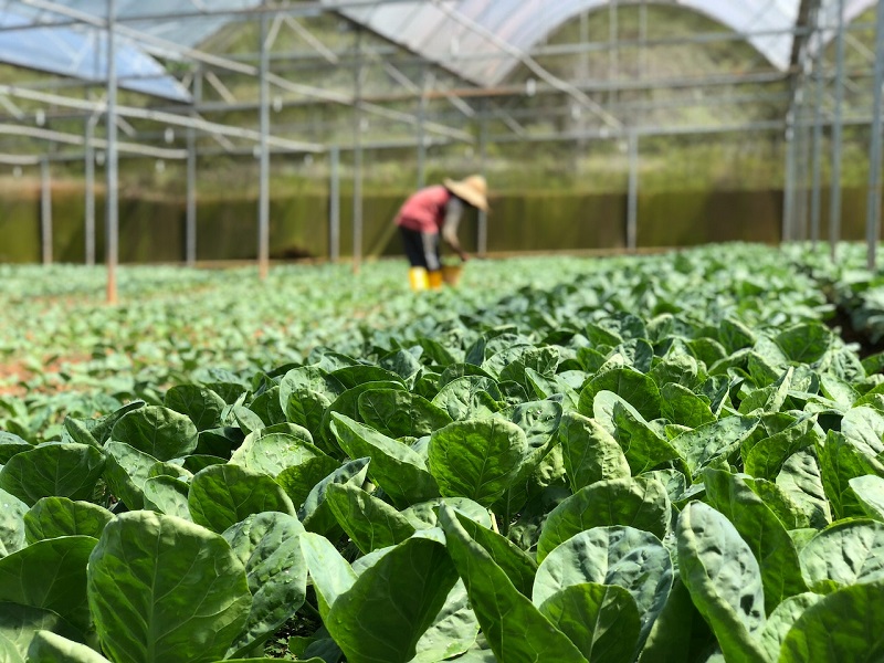 Greenhouse Farming